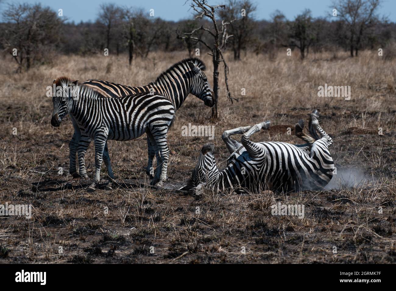 Zebra mare rolling in ash to help with the ecto-parasites Stock Photo