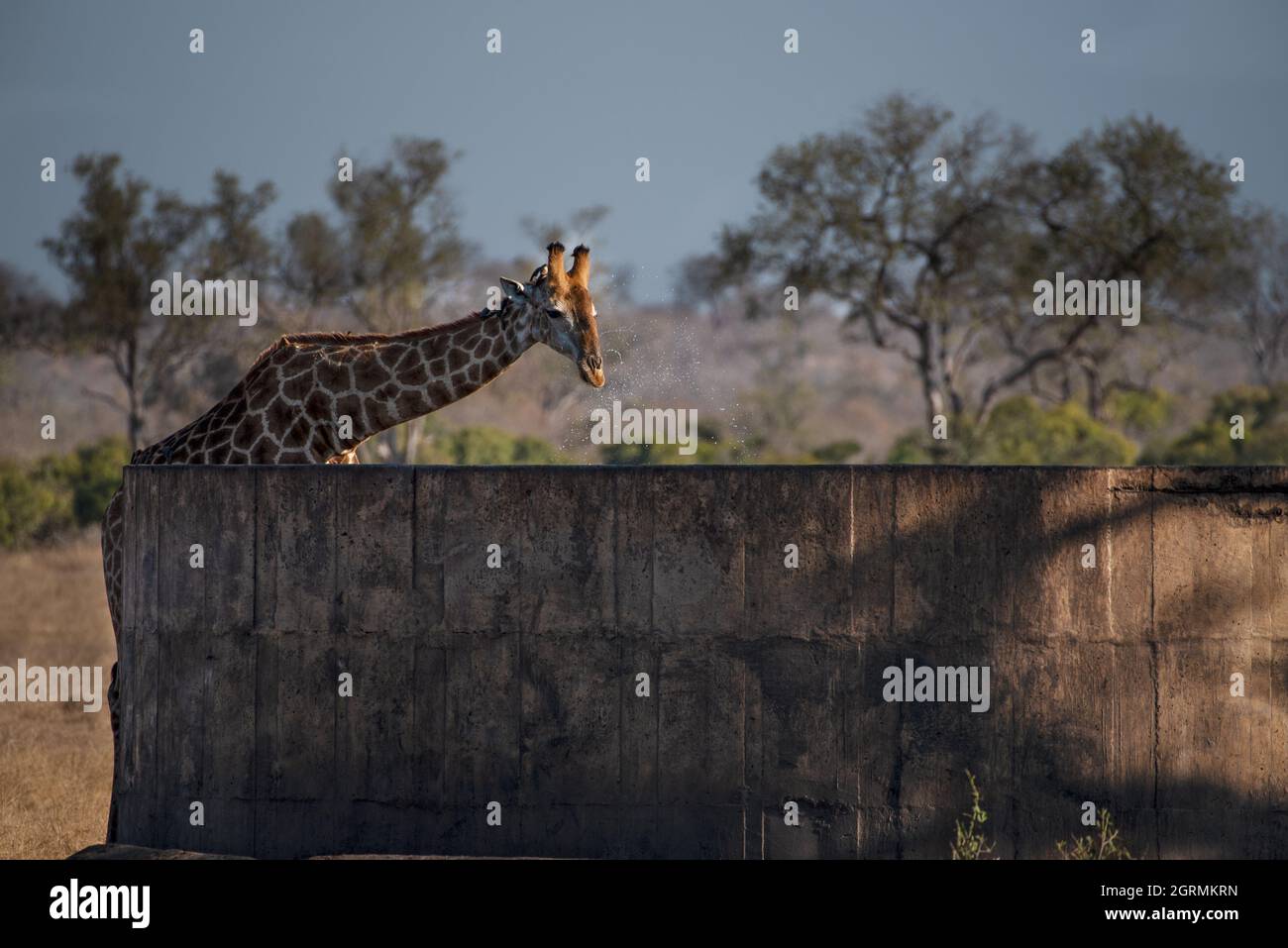 A giraffe drinking from a reservoir in the Kruger National Park Stock Photo