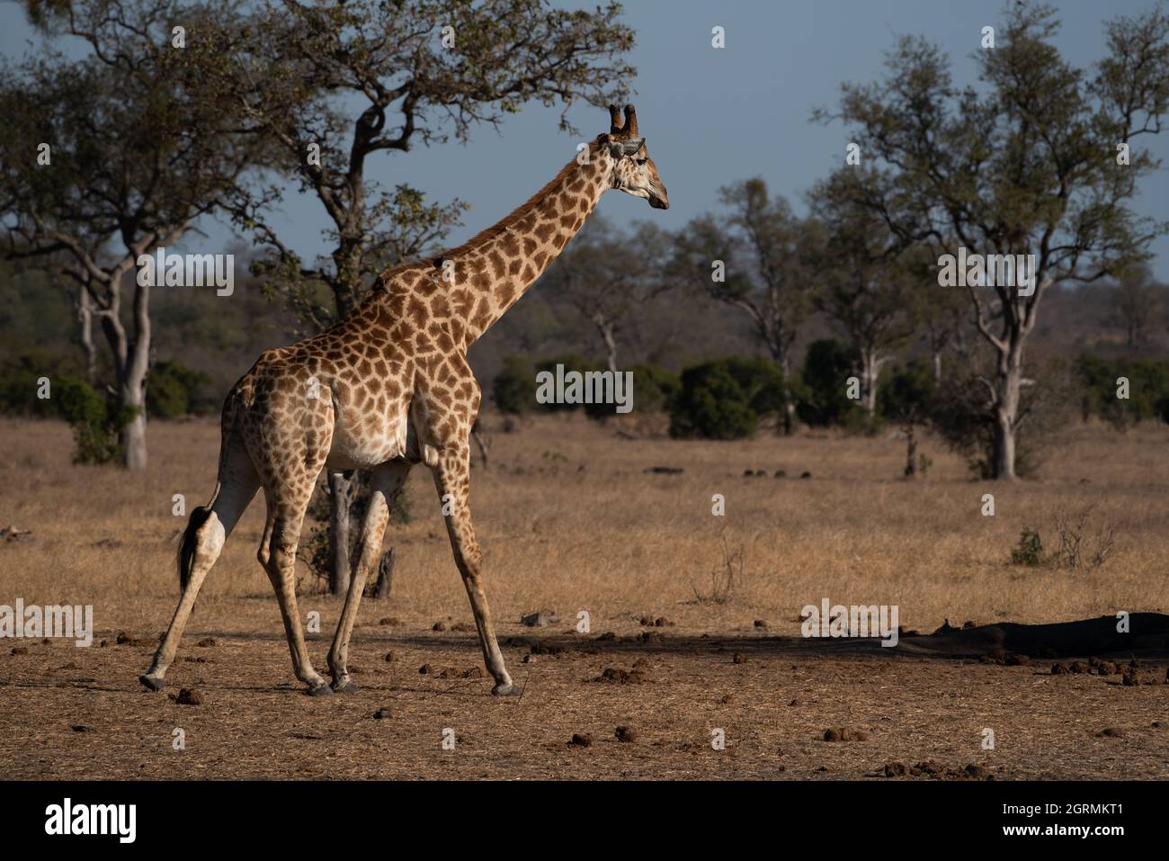 A male giraffe striding across an open area near a waterhole Stock Photo