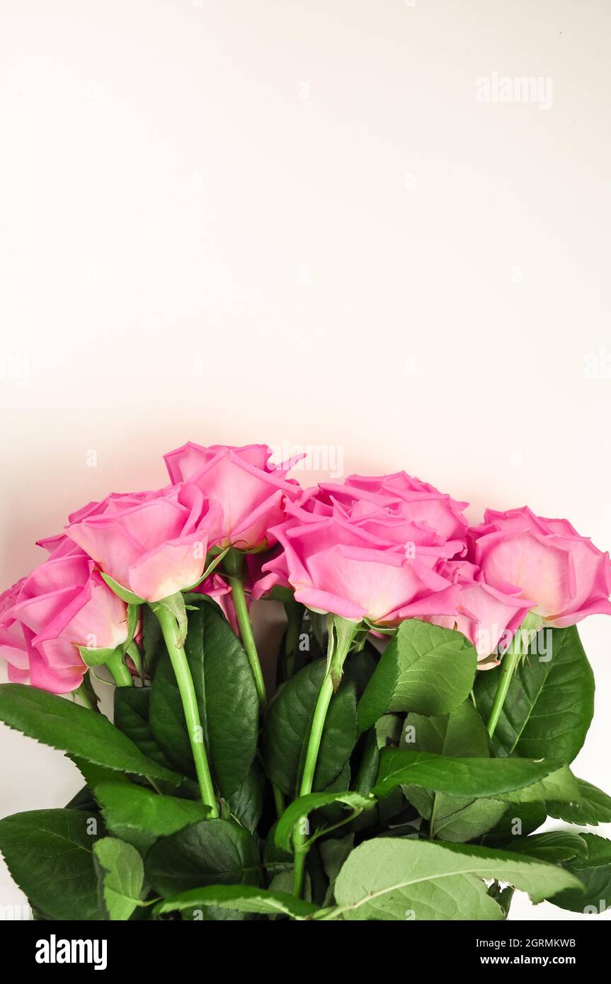 Pink Roses High Quality Bouquet of pink roses on white background copy space. High quality ...