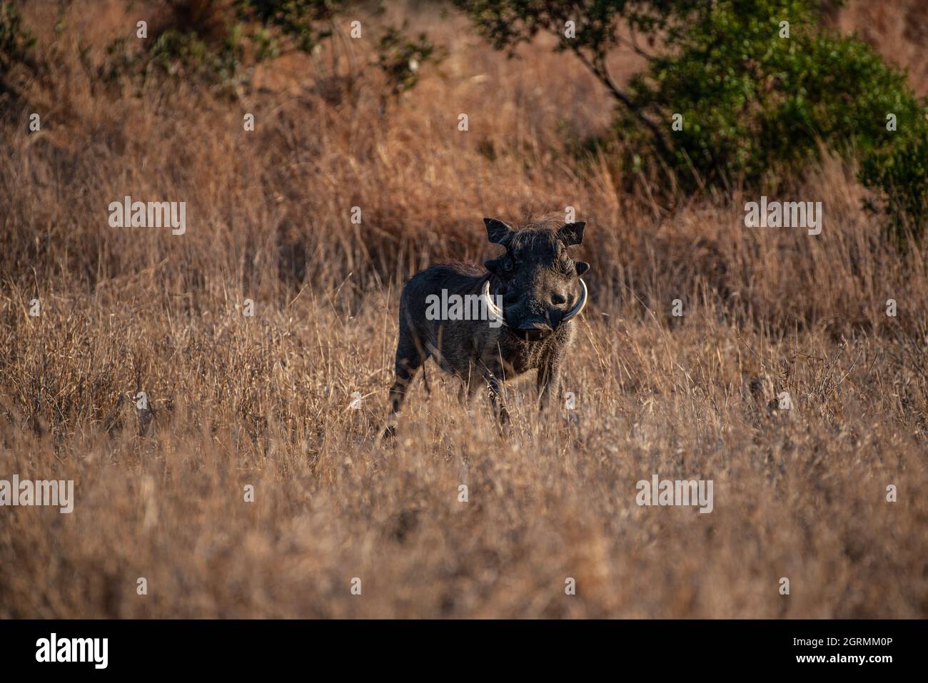 Large warthog boar facing the photographer in the Kruger National Park Stock Photo