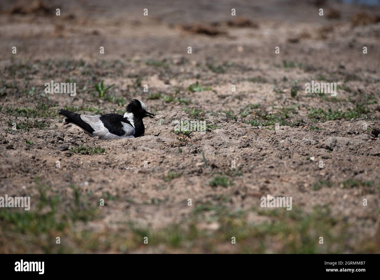 Blacksmith lapwing sitting on eggs in the Kruger National Park Stock Photo
