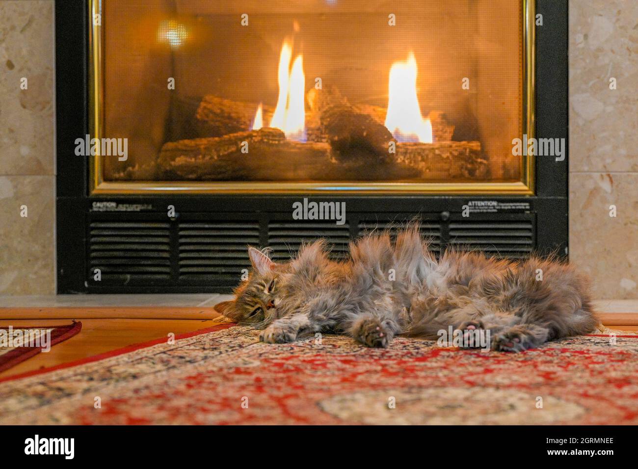 Cat sleeping by fire, fireplace, warm fire, living room Stock Photo Alamy