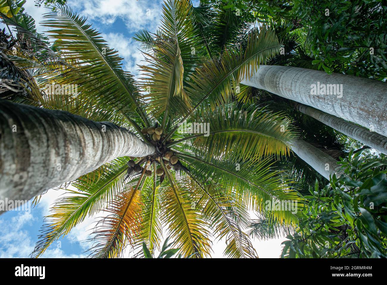 Low angle shot of palm trees under the cloudy sky Stock Photo - Alamy
