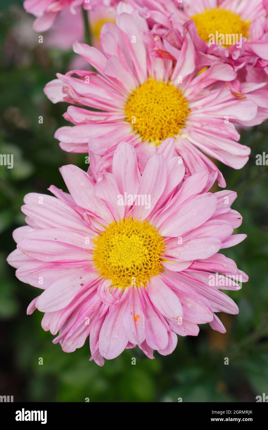 Chrysanthemum 'Pennine Gambol' also called Dendranthema 'Pennine Gambol' Stock Photo