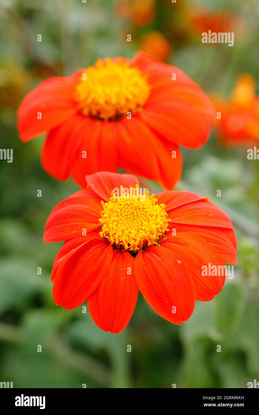 Tithonia rotundifolia, a statuesque late summer plant that adds height to a border. UK Stock Photo