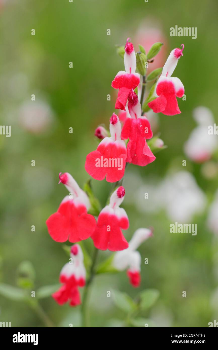 Salvia x jamensis ‘Hot Lips’ ornamental sage plant displaying characteristic red and white flowers. UK Stock Photo