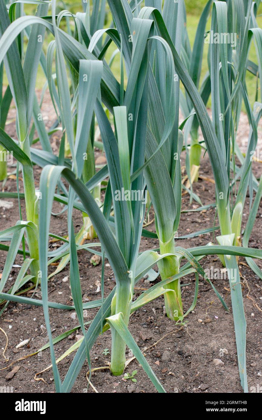 Allium porrom. Leek 'Tornado' plants growing in a vegetable plot. UK Stock Photo