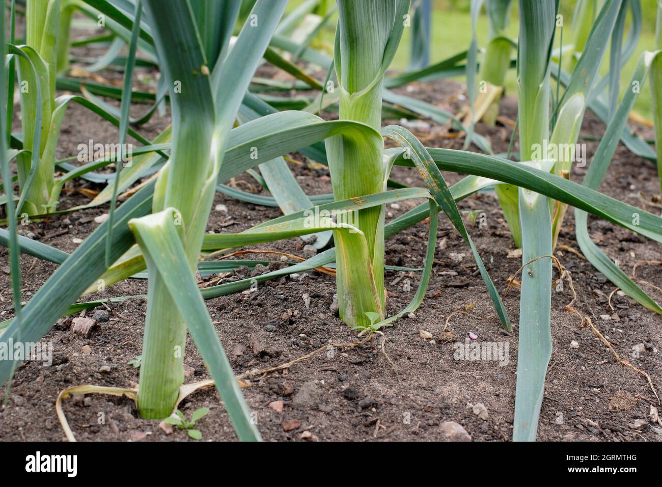 Allium porrom. Leek 'Tornado' plants growing in a vegetable plot. UK Stock Photo