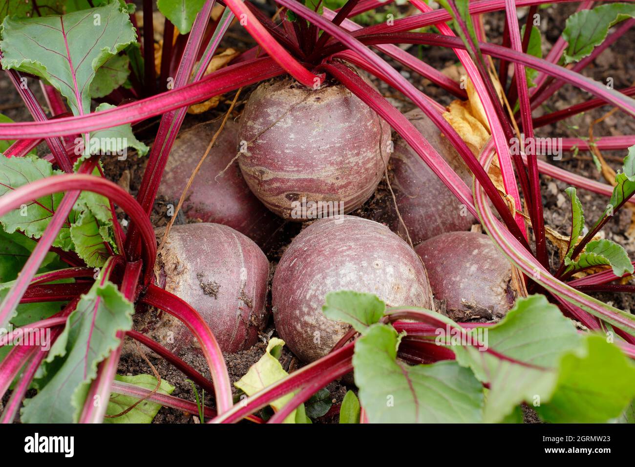 A cluster of Beetroot Boltardy growing in a domestic kitchen garden. UK