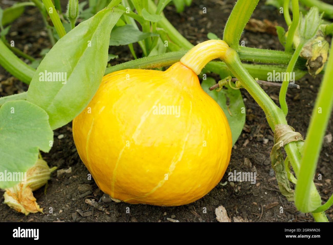 Cucurbita maxima Squash 'Uchiki kuri' Hubbard type pumpkin maturing on the plant. UK Stock Photo