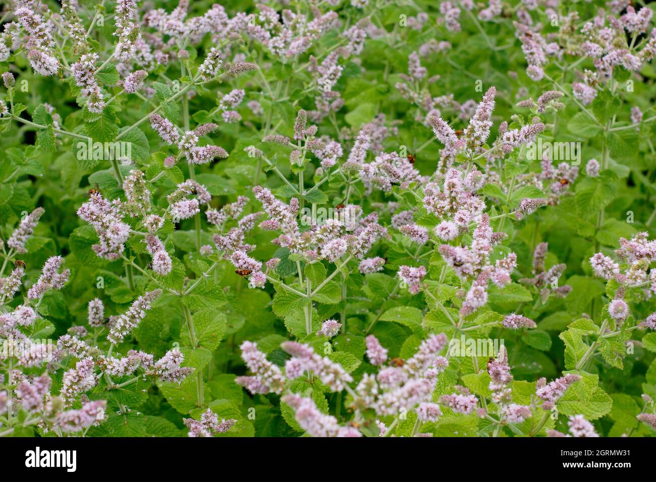 Mentha suaveolens Apple mint herbaceous perennial ornamental and culinary herb displaying flowering spikes in summer. UK Stock Photo