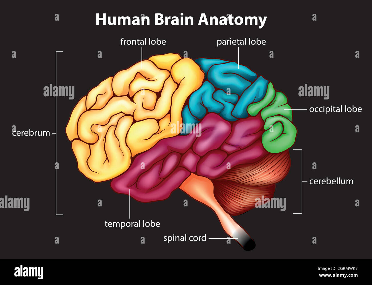 38,200+ Human Brain Stock Videos and Royalty-Free Footage - iStock  Human  brain anatomy, Human brain illustration, Human brain diagram