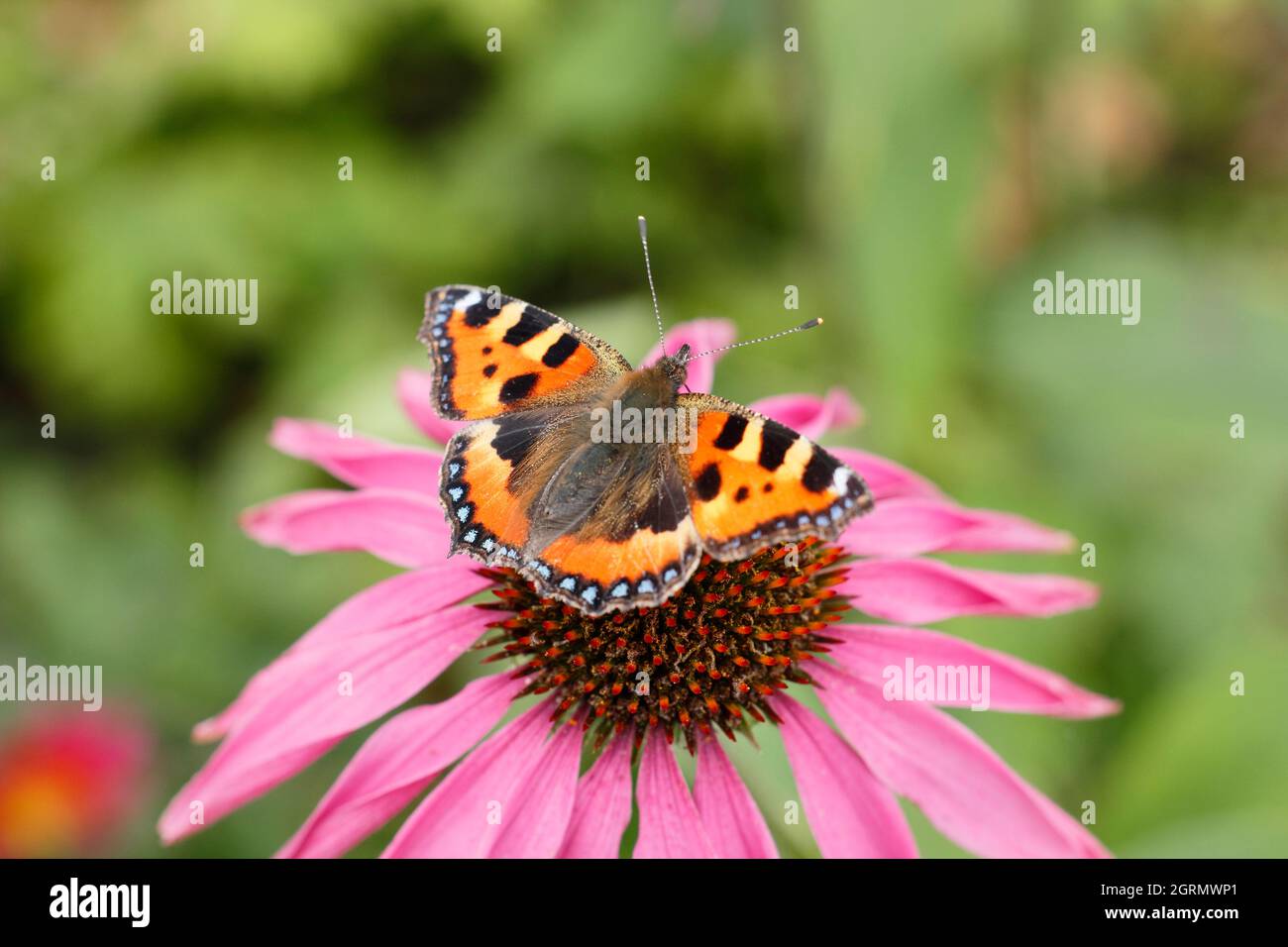 Small tortoiseshell butterfly on purple coneflower. Aglais urticae feeding on the nectar of Echinacea purpurea flowers in late summer. UK Stock Photo