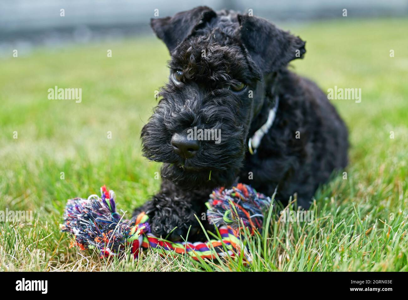 Black Puppy Playing On Grass Stock Photo Alamy