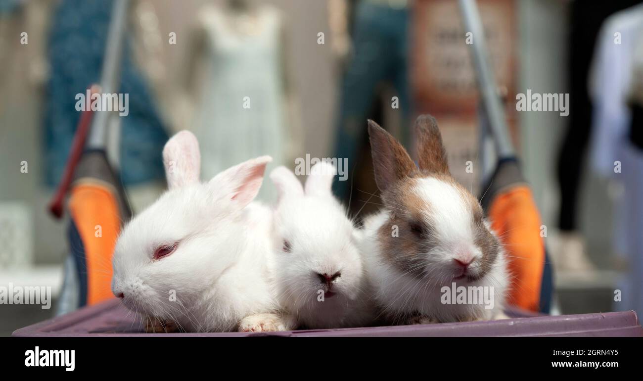 The rabbit, domestic, pet Stock Photo