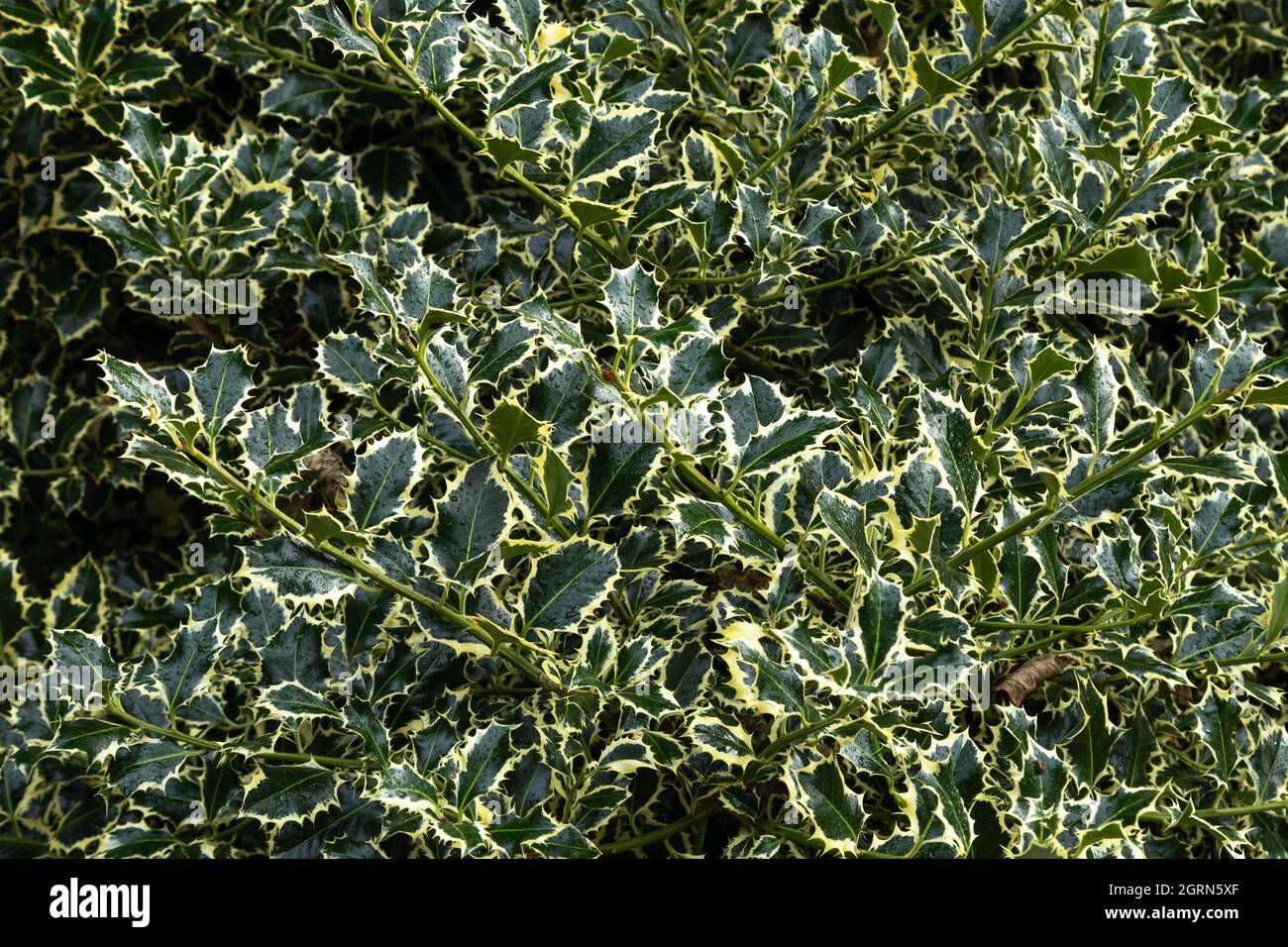 Variegated Holly. Ilex aquifolium 'Argentea Marginata' Stock Photo