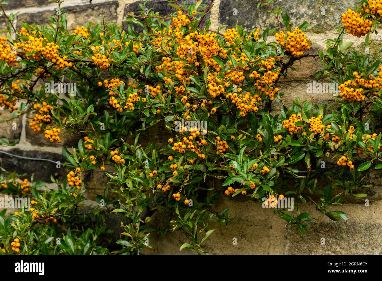 A pyracantha full of orange berries growing up a brick wall. Stock Photo
