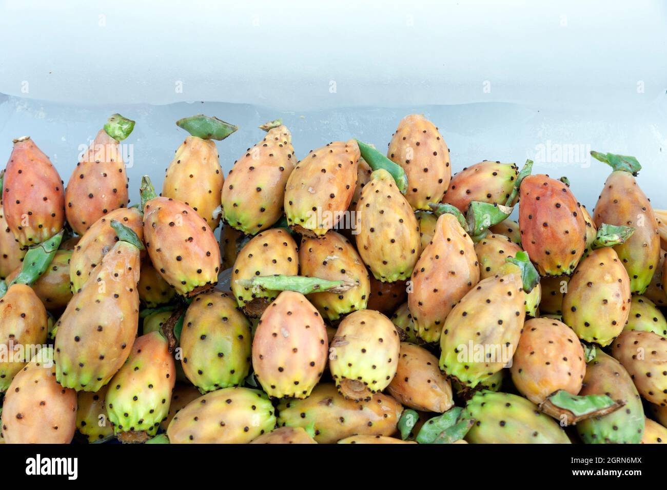 Opuntia humifusa fresh fruit Stock Photo