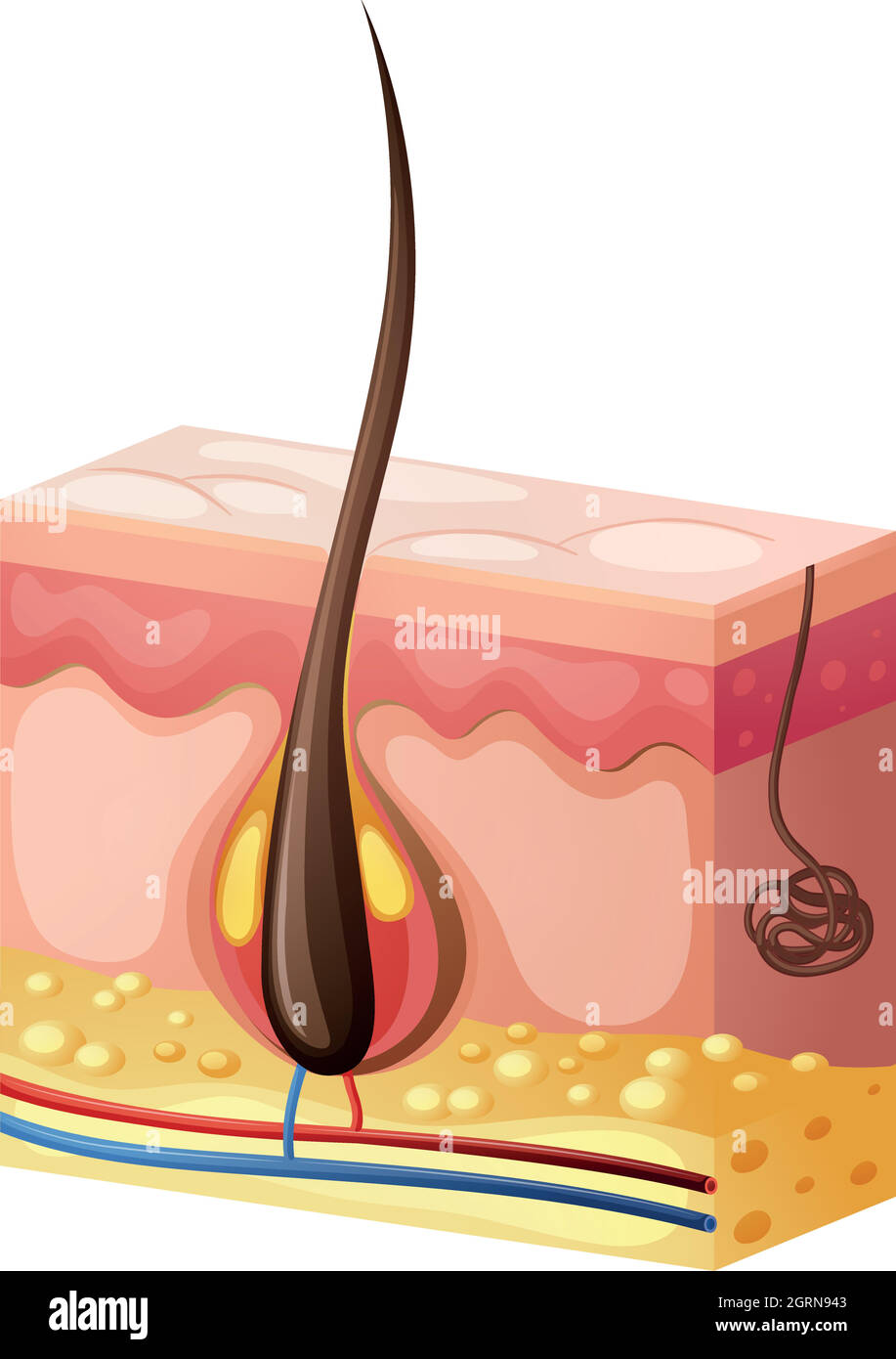 Human hair growing from the skin Stock Vector