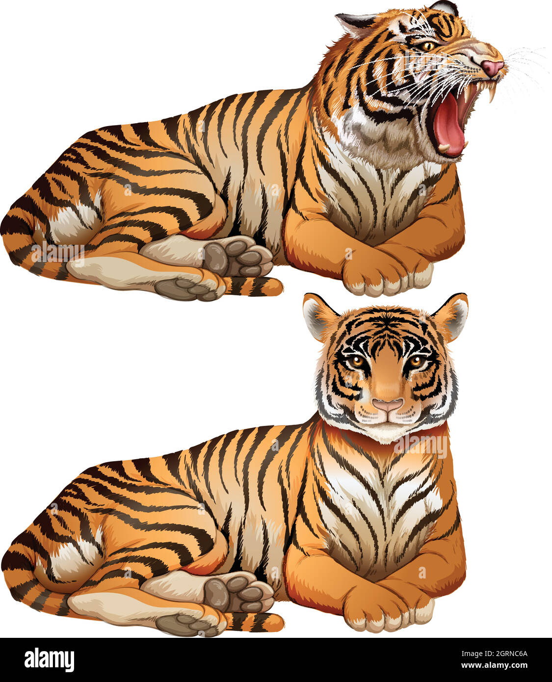 Wild tigers on white background Stock Vector Image & Art - Alamy