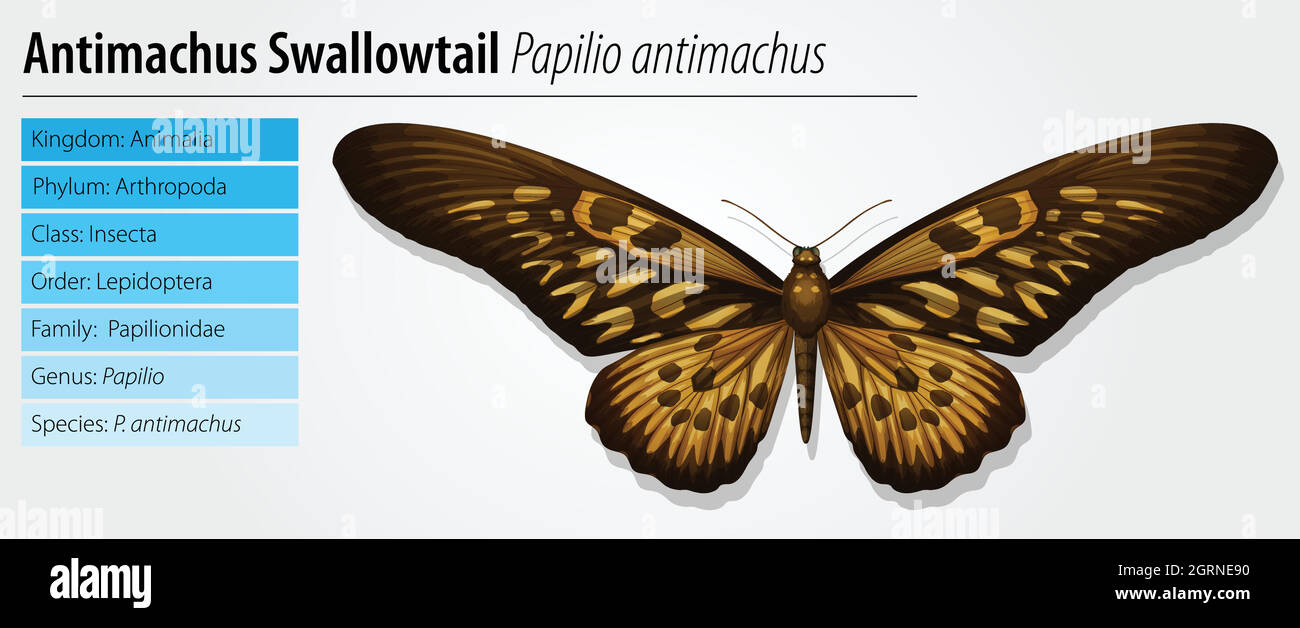 Giant African Swallowtail Stock Vector
