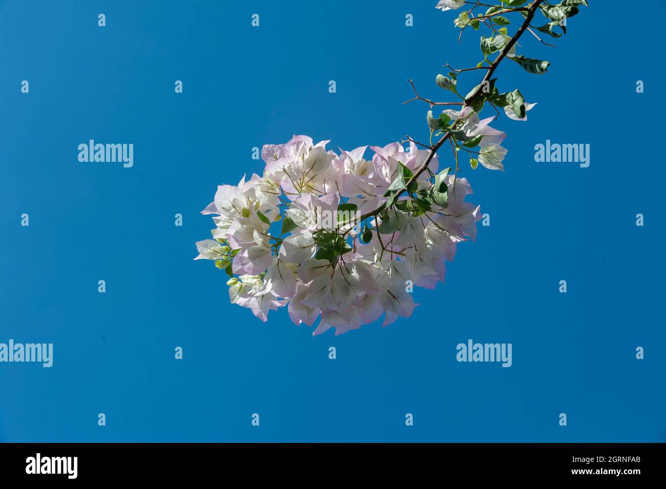 Flower branch on blue background Stock Photo