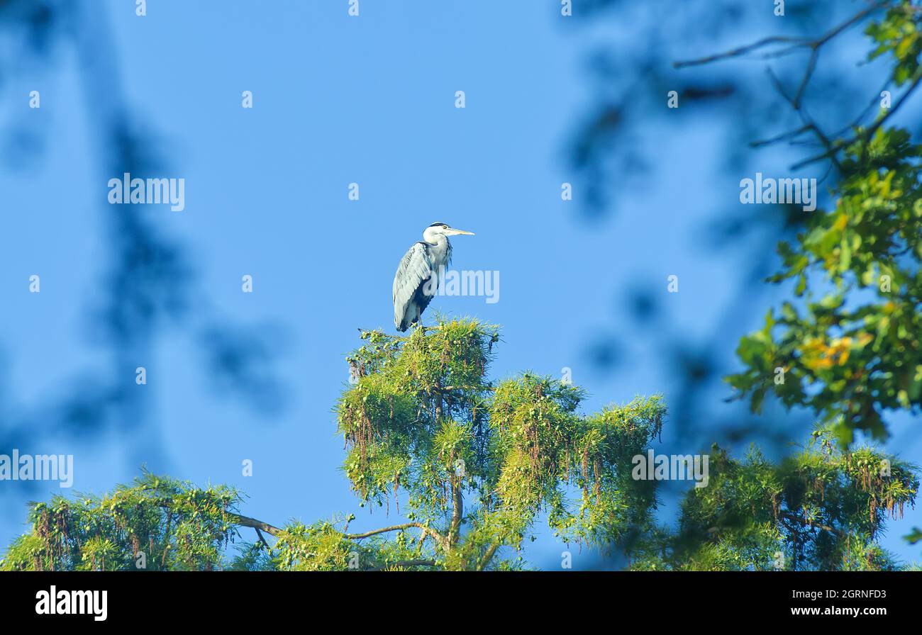 The grey heron, Ardea cinerea, sitting on the top of Taxodium distichum tree, also know as Bald Cypress or Swamp Cypress. Stock Photo