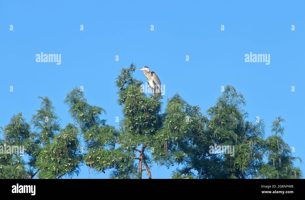 The grey heron, Ardea cinerea, sitting on the top of Taxodium distichum tree, also know as Bald Cypress or Swamp Cypress. Stock Photo