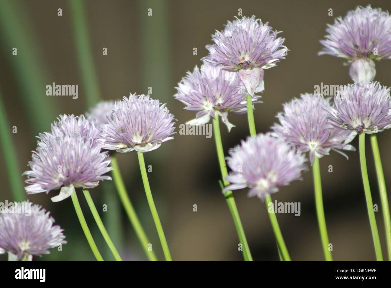 Pink flowers of chives close up Stock Photo Alamy