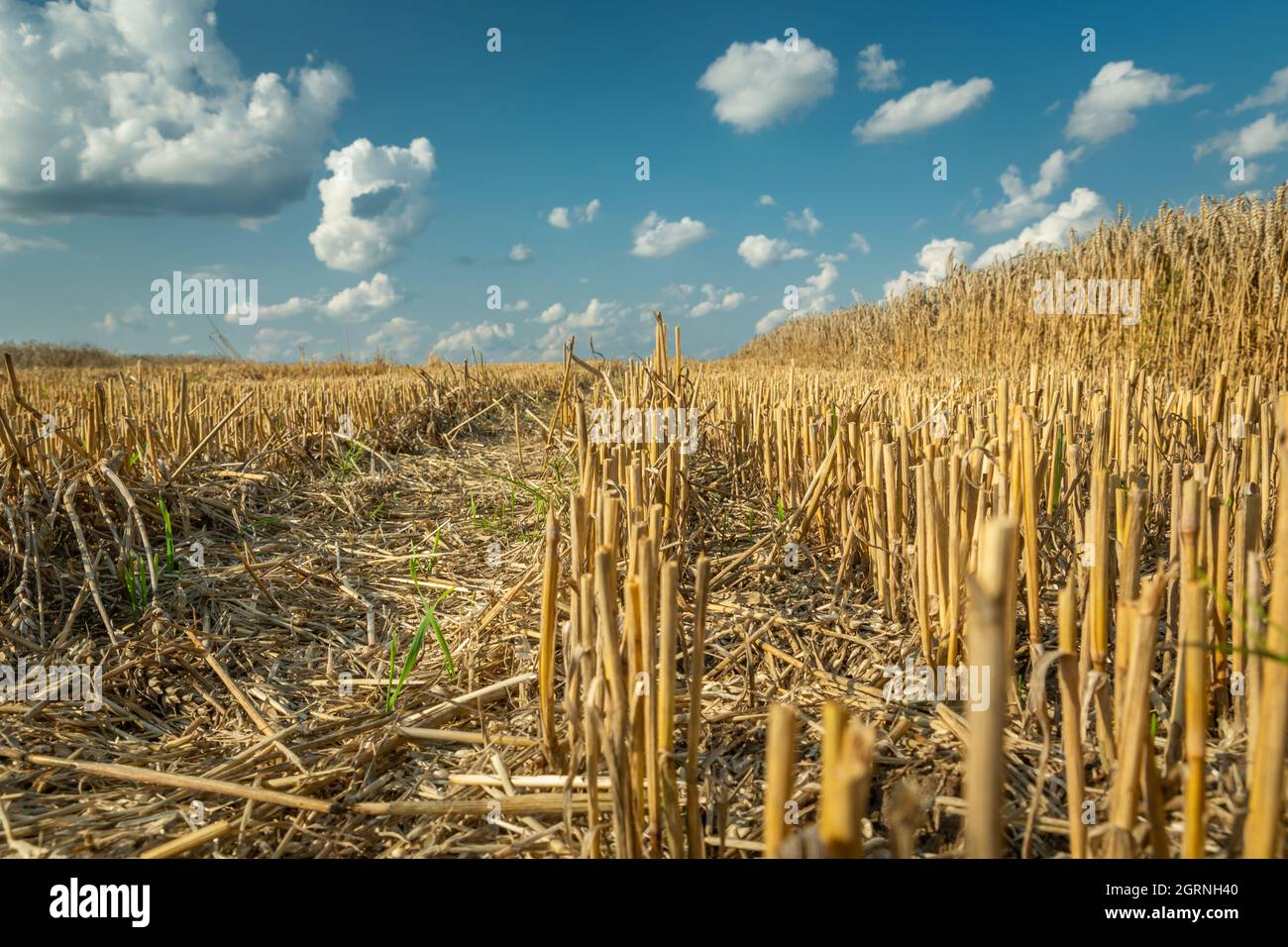 A stubble and white clouds against a blue sky, low prospect Stock Photo