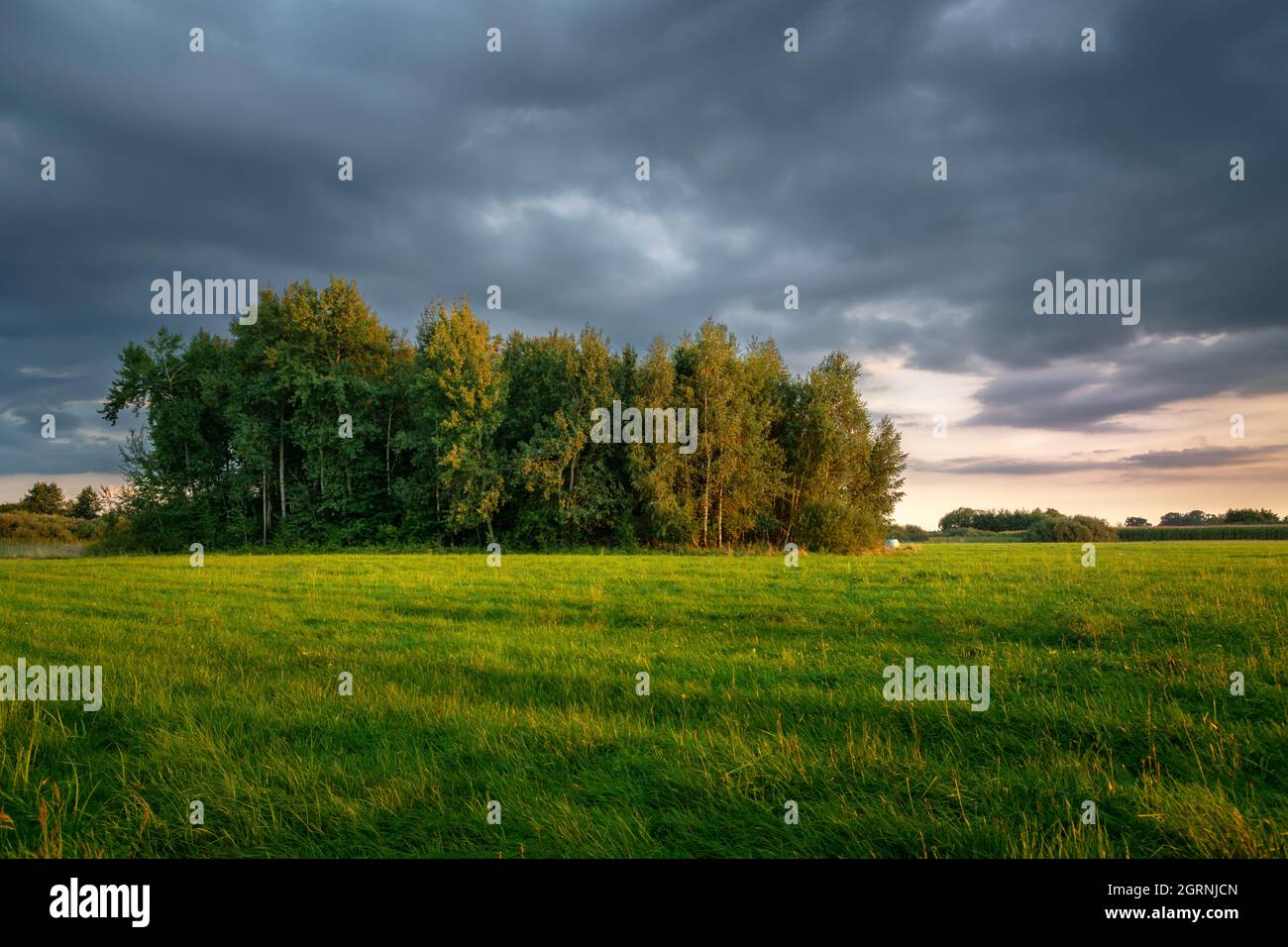 Green meadow landscape with forest hi-res stock photography and images ...