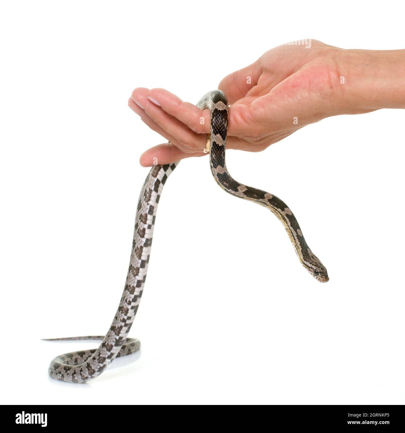 Person holding snake Cut Out Stock Images & Pictures Alamy