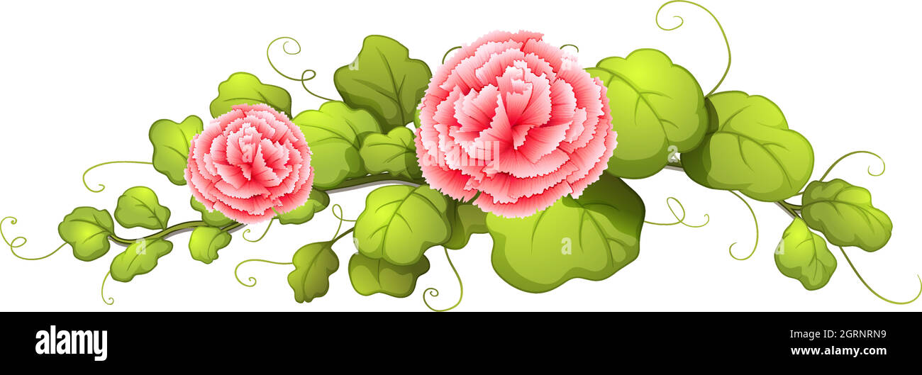 A plant with carnation pink flowers Stock Vector