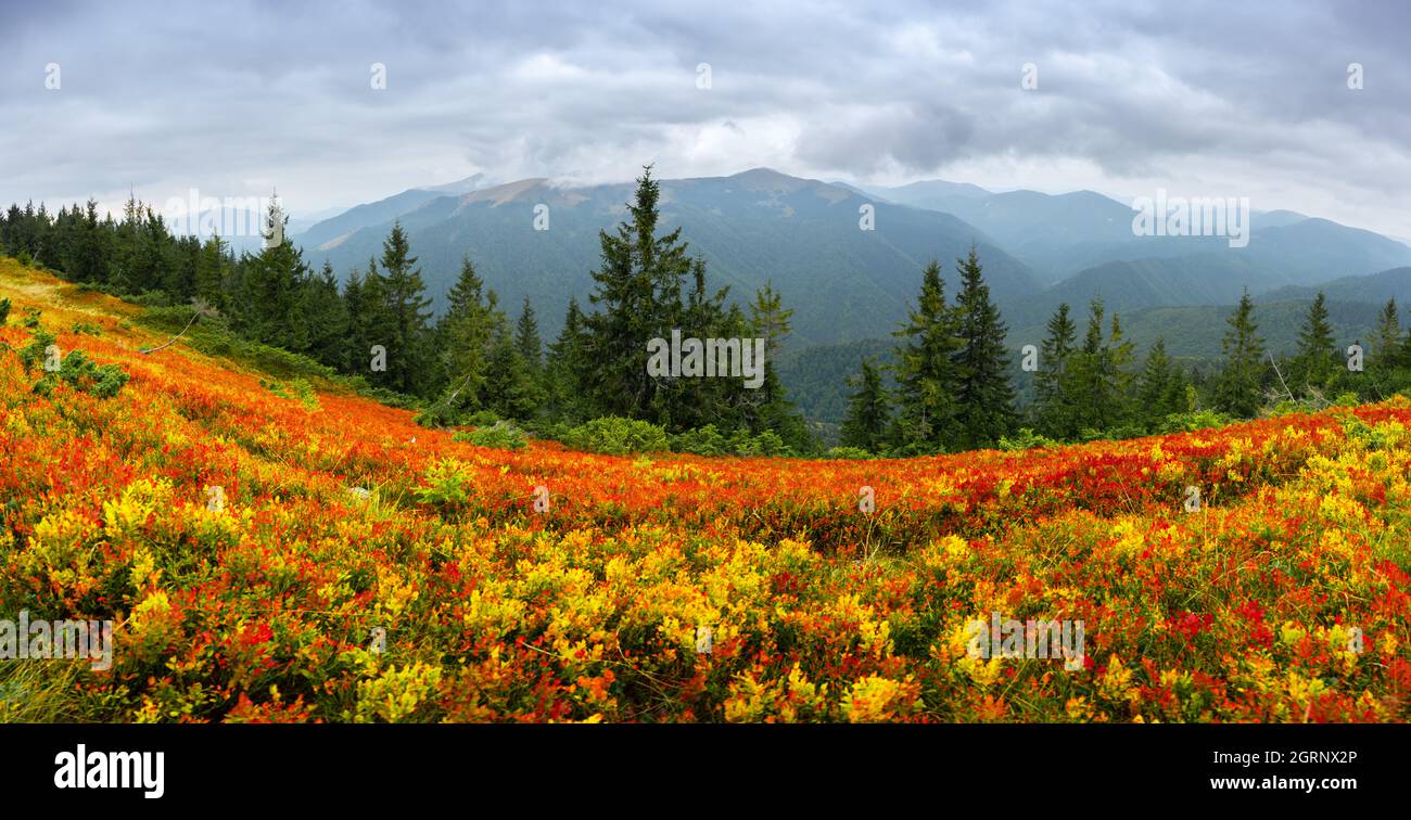 Amazing panorama with orange blueberry bushes covering an autumn meadow in the Carpathians, Ukraine. Landscape photography Stock Photo