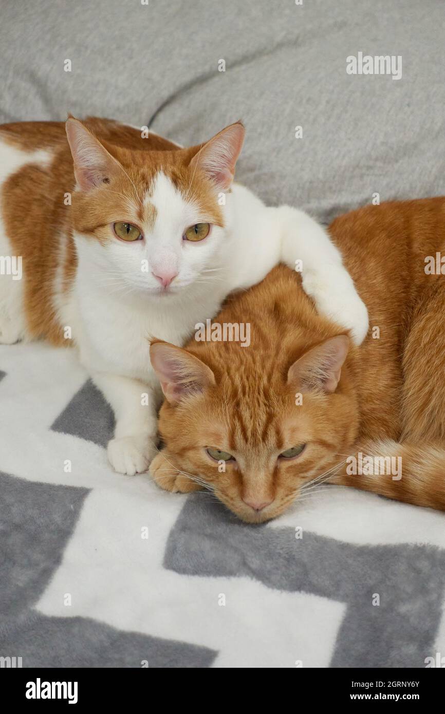 White and ginger cat making a hug with cute lazy ginger tabby cat on a bed with gray blanket near the pillow. Unique domesticated cats leisure time or rest concept. High quality photo Stock Photo