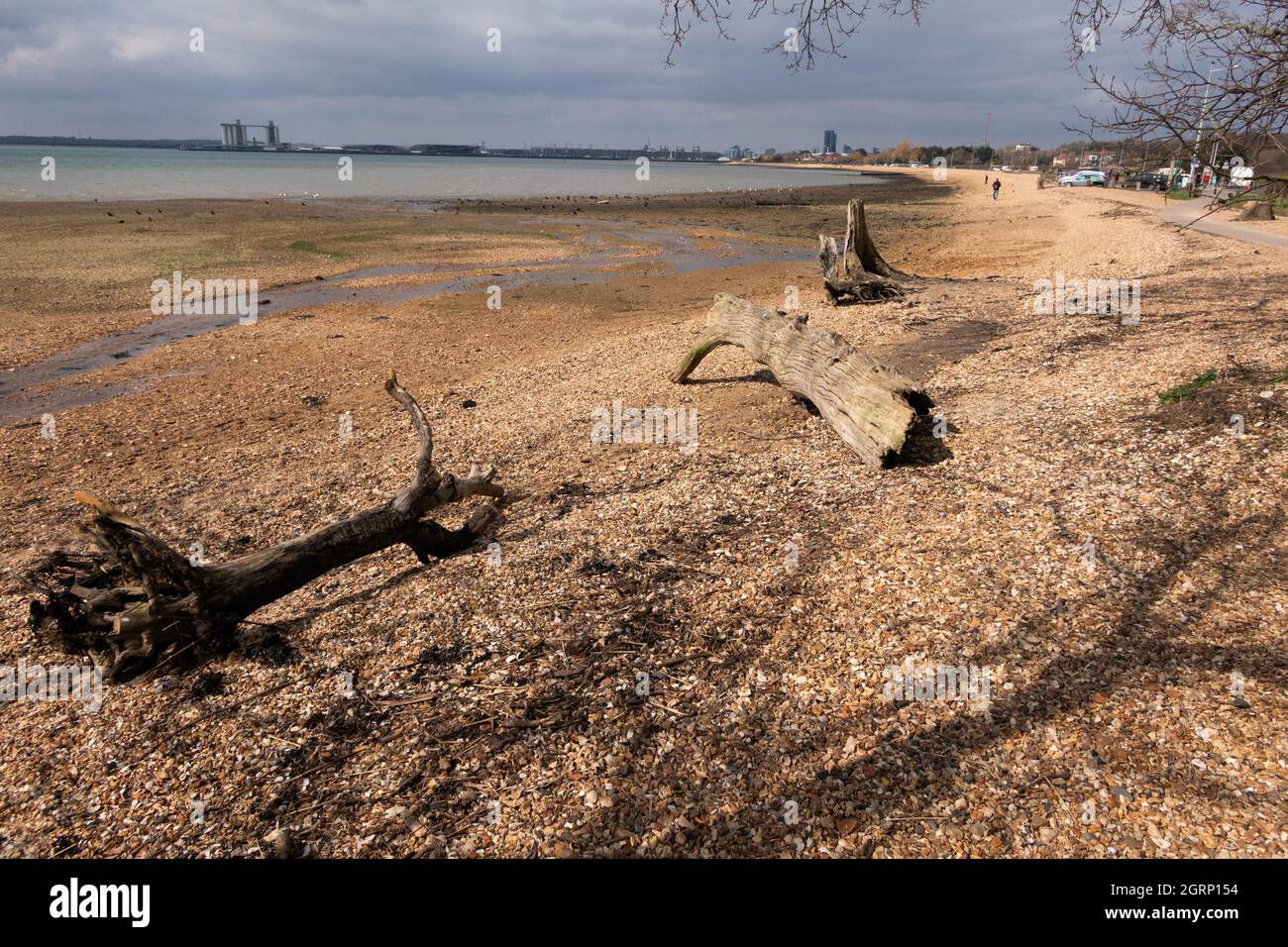 Fallen logs and trees on Weston Shore on Southampton Water Hampshire England Stock Photo