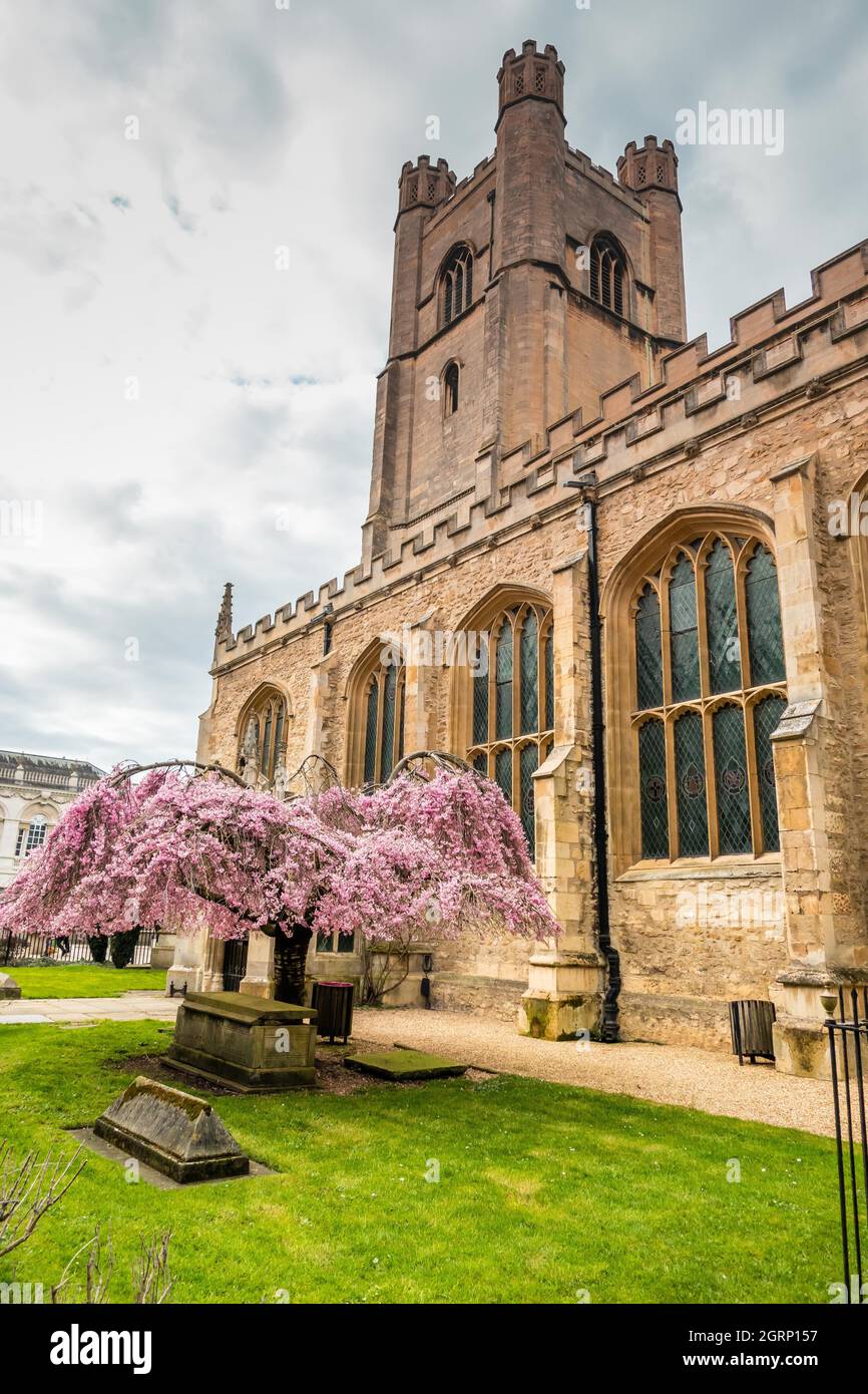 Pink blossom of spring in church yard of Great St. Marys Cambridge England Stock Photo