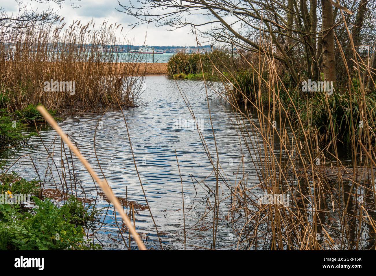 Pool of water and pond surrounded by reeds looking across Southampton Water from Weston Shore with the Isle of Wright Ferry in the distance Hampshire Stock Photo