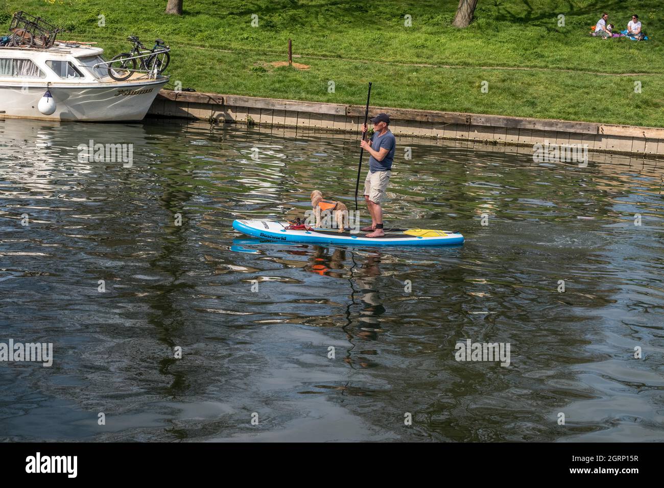 Relaxing life as man and his dog on paddle board on the river Cam in Cambridge England Stock Photo