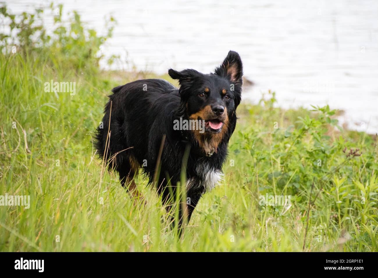 Labrador Collie Mix High Resolution Stock Photography and Images - Alamy