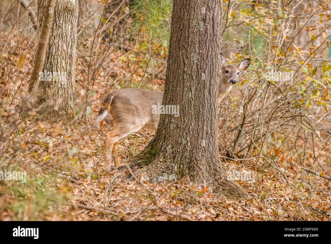 Whitetail doe standing still behind a large tree in the forest looking out on a hillside in wintertime Stock Photo