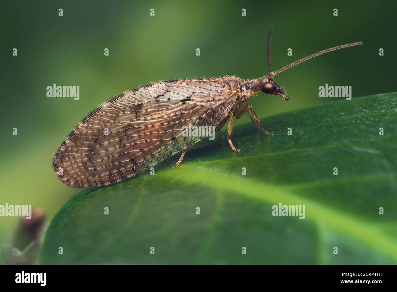 Brown Lacewing perched on Ivy leaf. Tipperary, Ireland Stock Photo