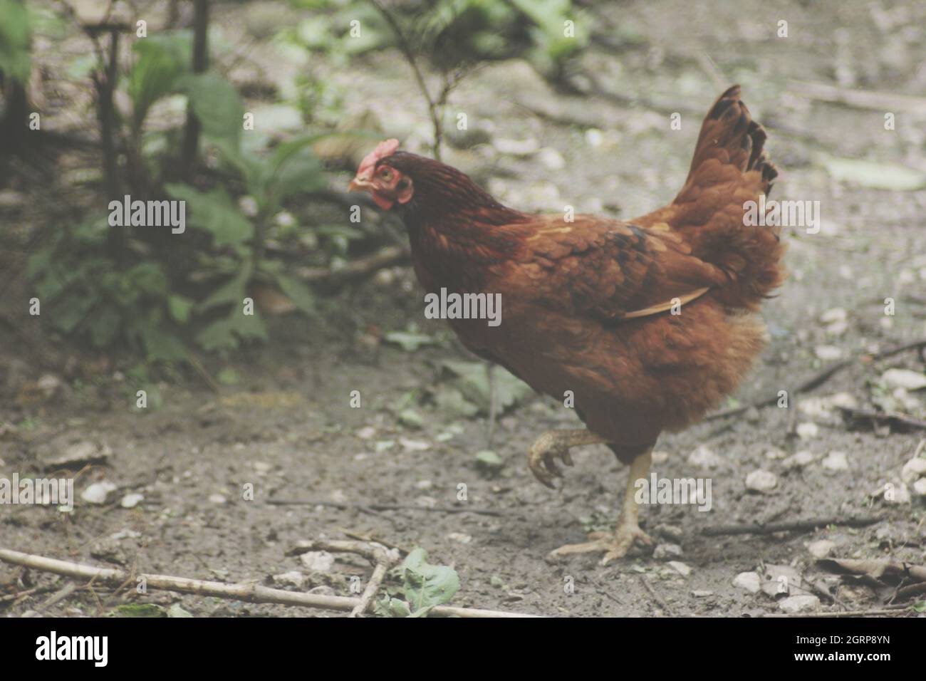 Side View Of Hen Perching On Field Stock Photo