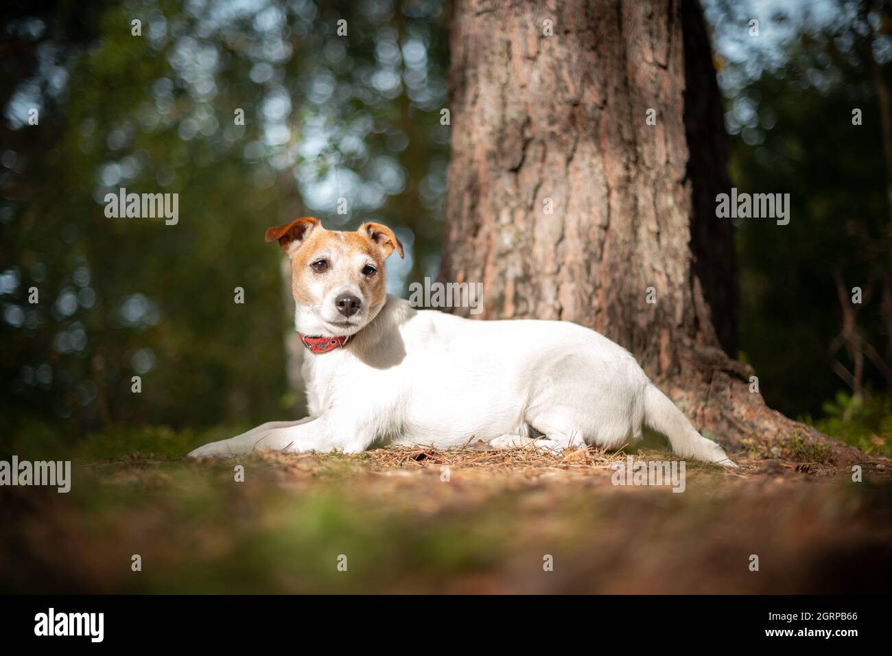 Jack russel terrier dog in green spring forest with lush foliage. Animal and nature photography Stock Photo