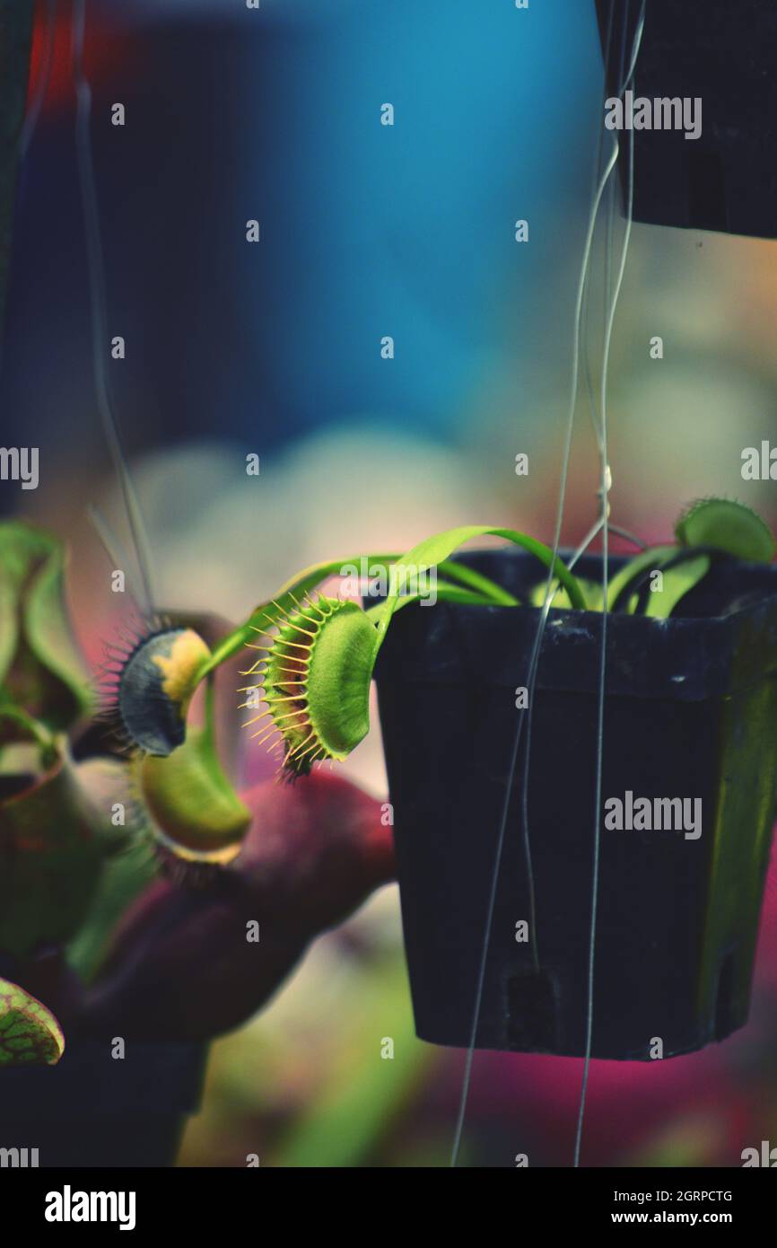 Venus Fly Trap Plant In Hanging Flower Pot Stock Photo Alamy