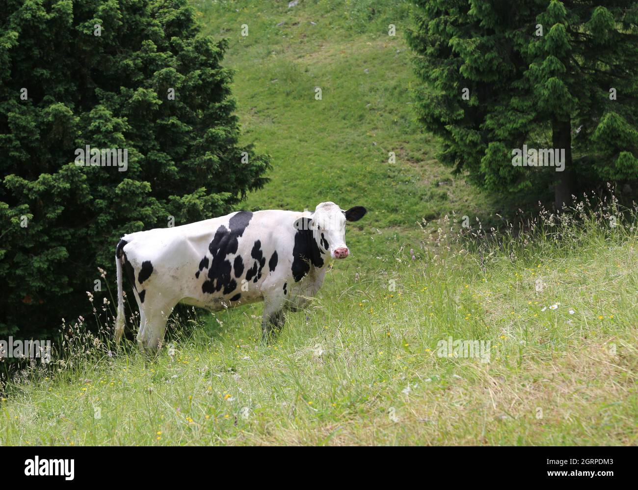 Isolated Cow With Fur White And Black Grazing Pastures In The Mountains Stock Photo