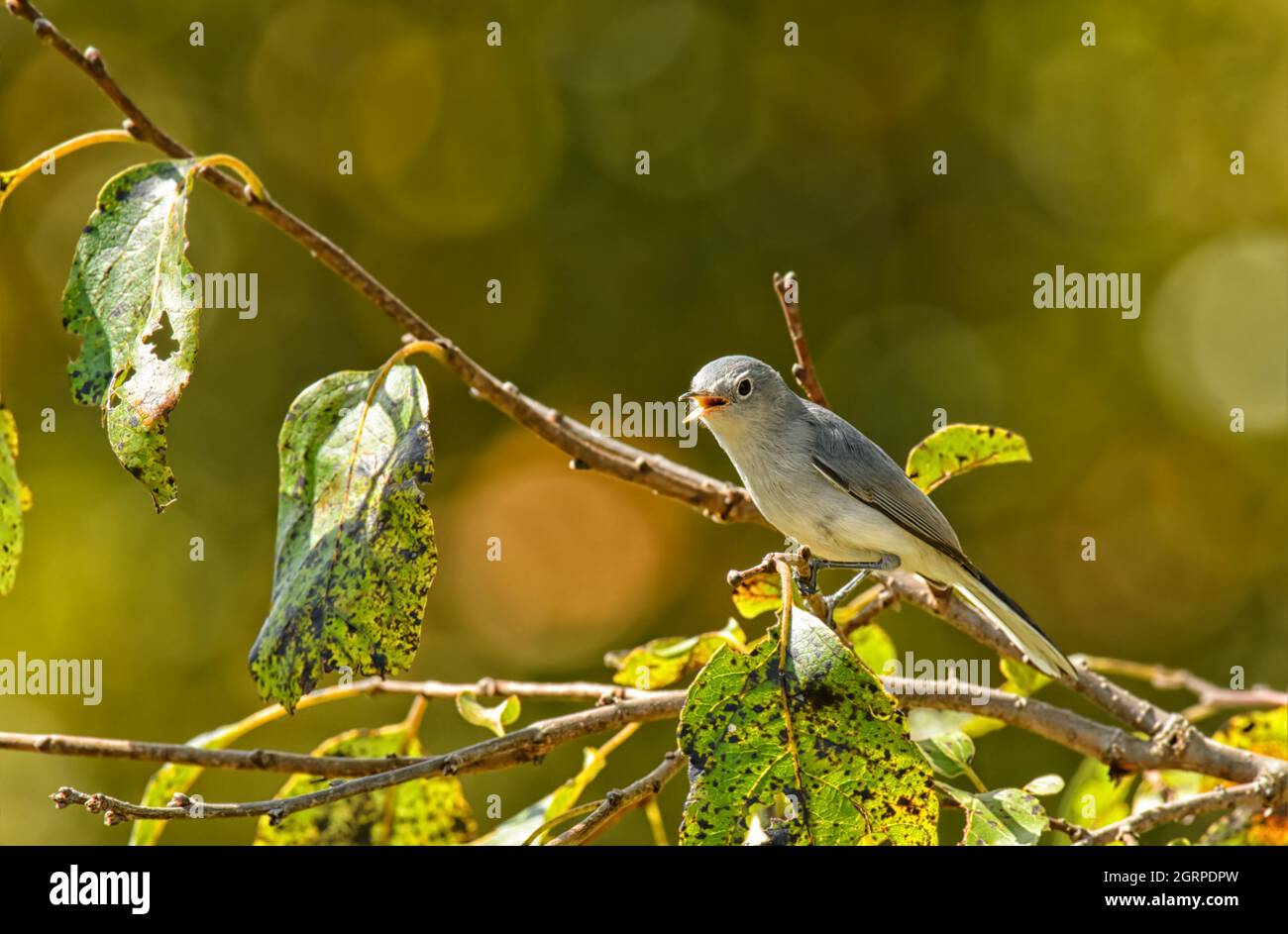 Tiny Blue-gray Gnatcatcher looking for insects in a Persimmon tree in fall sunshine Stock Photo