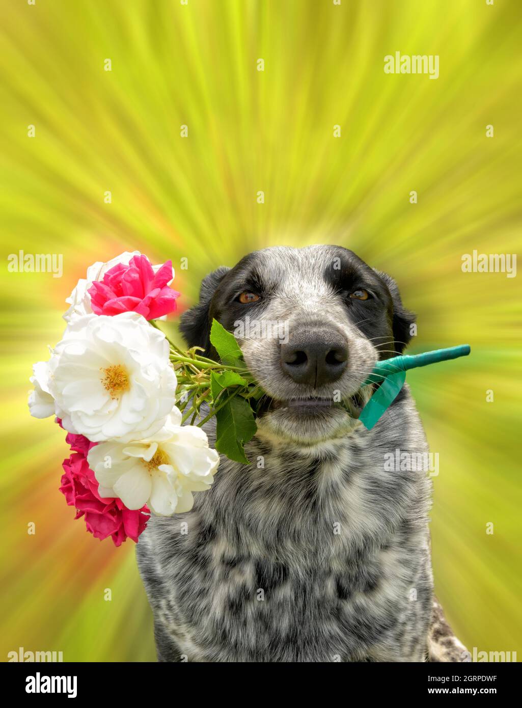 Black and white spotted dog holding pink and white roses in her mouth, with a zoom blur effect background; great for a congratulation card Stock Photo