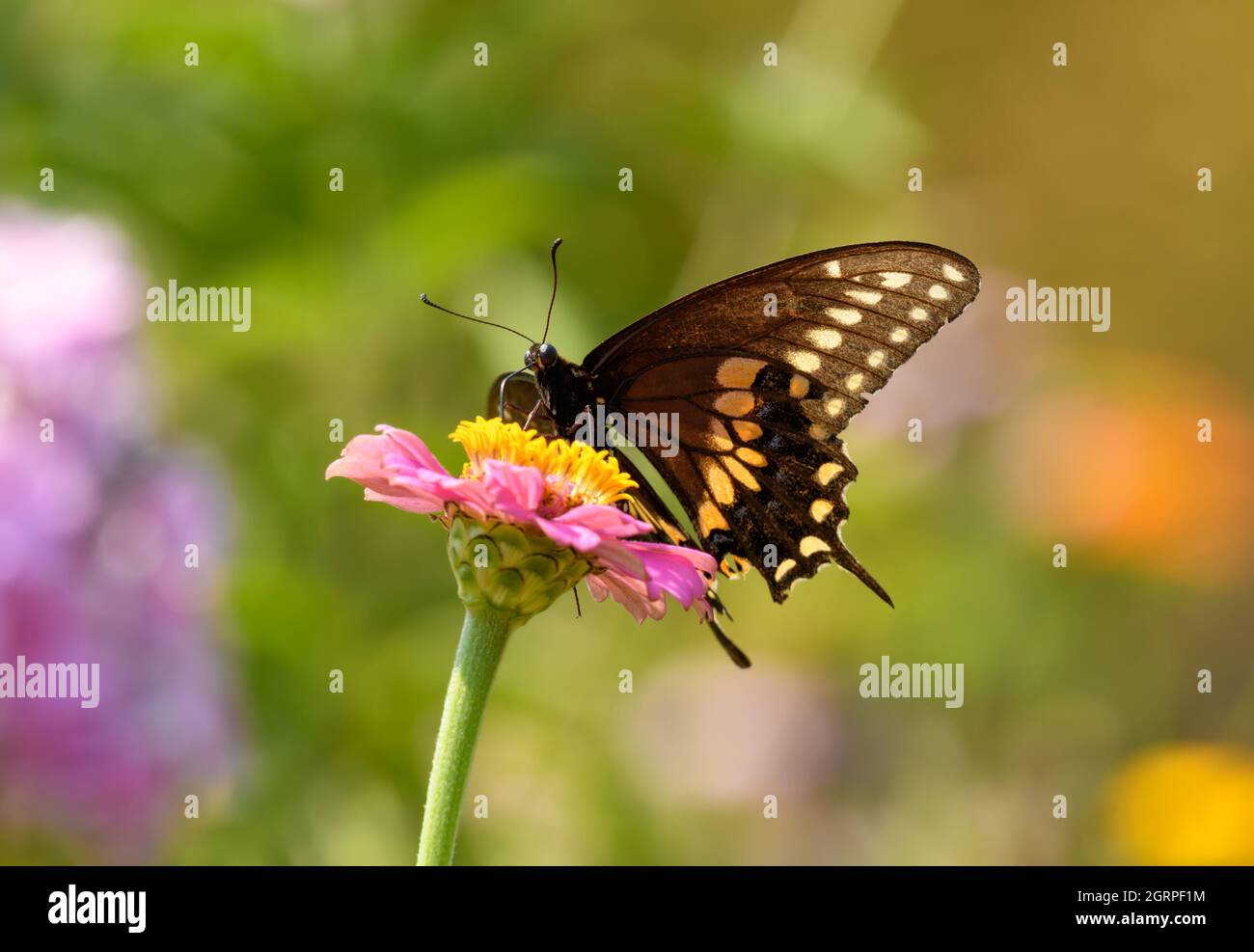 Ventral view of a male Eastern Black Swallowtail butterfly feeding on a pink Zinnia in summer garden Stock Photo